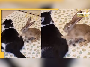 खरगोश से मसाज कराती नाजर आई बिल्ली, Video देख लोग बोले-पहले नहीं देखी ऐसी रईसी