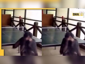 Video: चिम्पैंजी ने खेला शानदार टेबल टेनिस,  जबरदस्त शॉट से उड़ाए शख्स के छक्के!