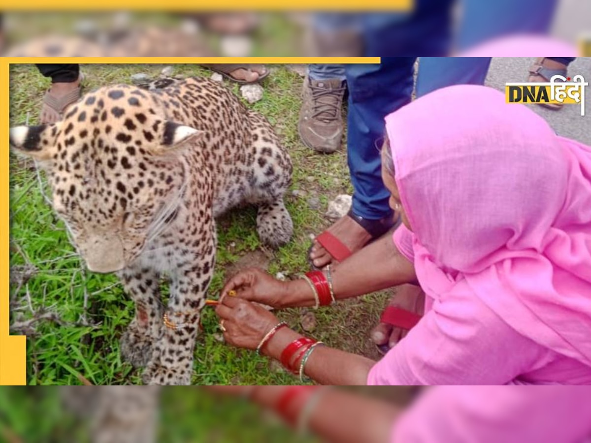 Raksha Bandhan: राजस्थान में अनूठा रक्षा बंधन, महिला ने बांधी मरते हुए लेपर्ड को राखी