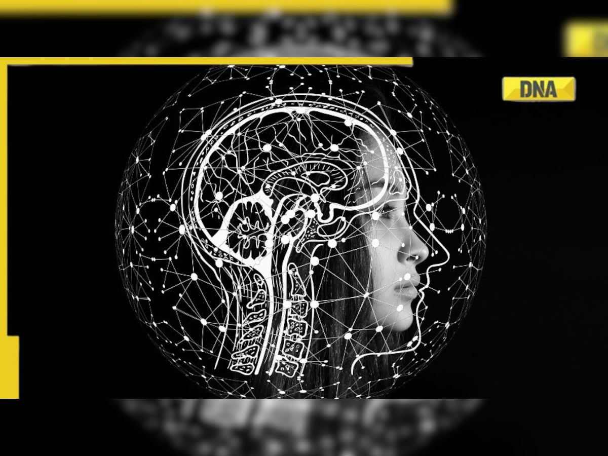 Brain scans reveal how human brain learns patterns over time
