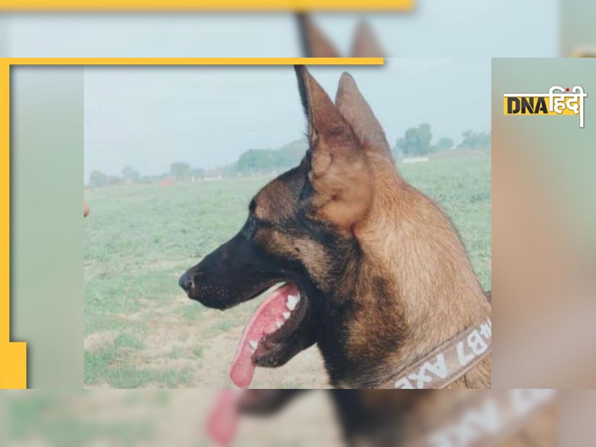 Indian Army Dog: 2 साल की उम्र में कश्मीर में गंवा दी जान, 75वें स्वतंत्रता दिवस पर राष्ट्रपति ने दिया सम्मान 