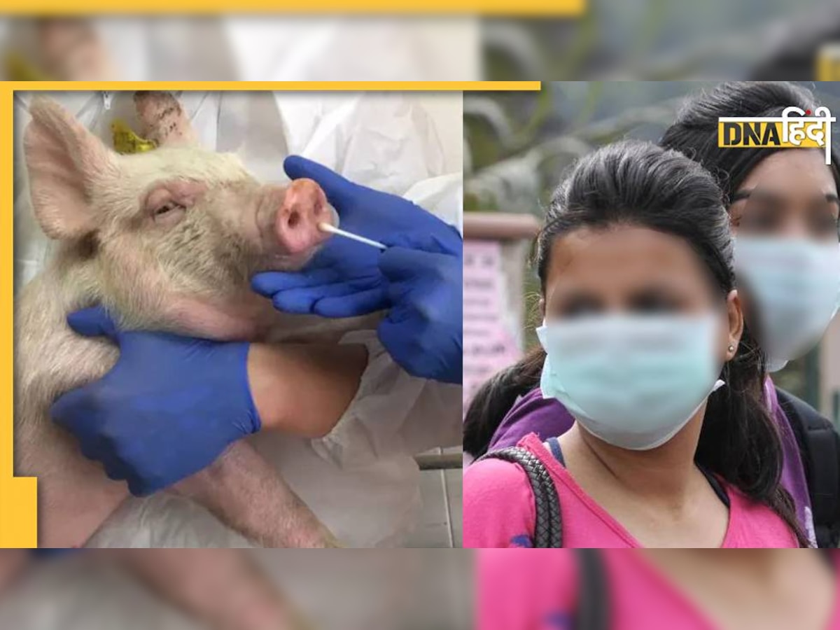 Swine Flu: कोरोना और लंपी के बीच अफ्रीकन स्वाइन फ्लू की दस्तक, पंजाब में मिले पॉजिटिव सैंपल, सब जगह अलर्ट जारी