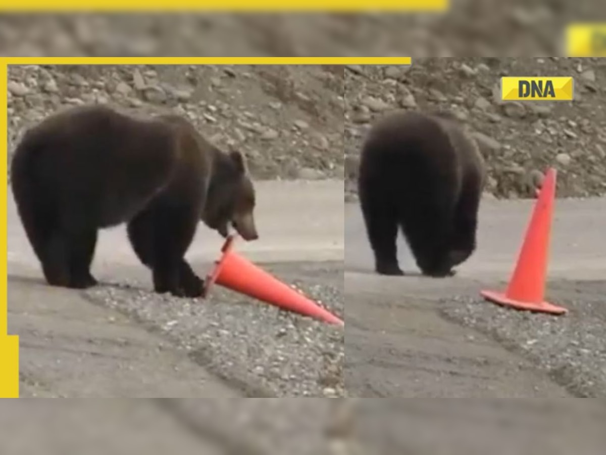 Viral video: 'Good citizen' bear leaves internet in awe, Twitter lauds