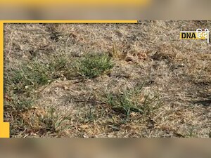 Optical Illusion: घास में छिपा बैठा है एक जहरीला सांप, ढूंढने में 99% पर्सेंट लोग हुए फेल, आपको दिखा क्या? 