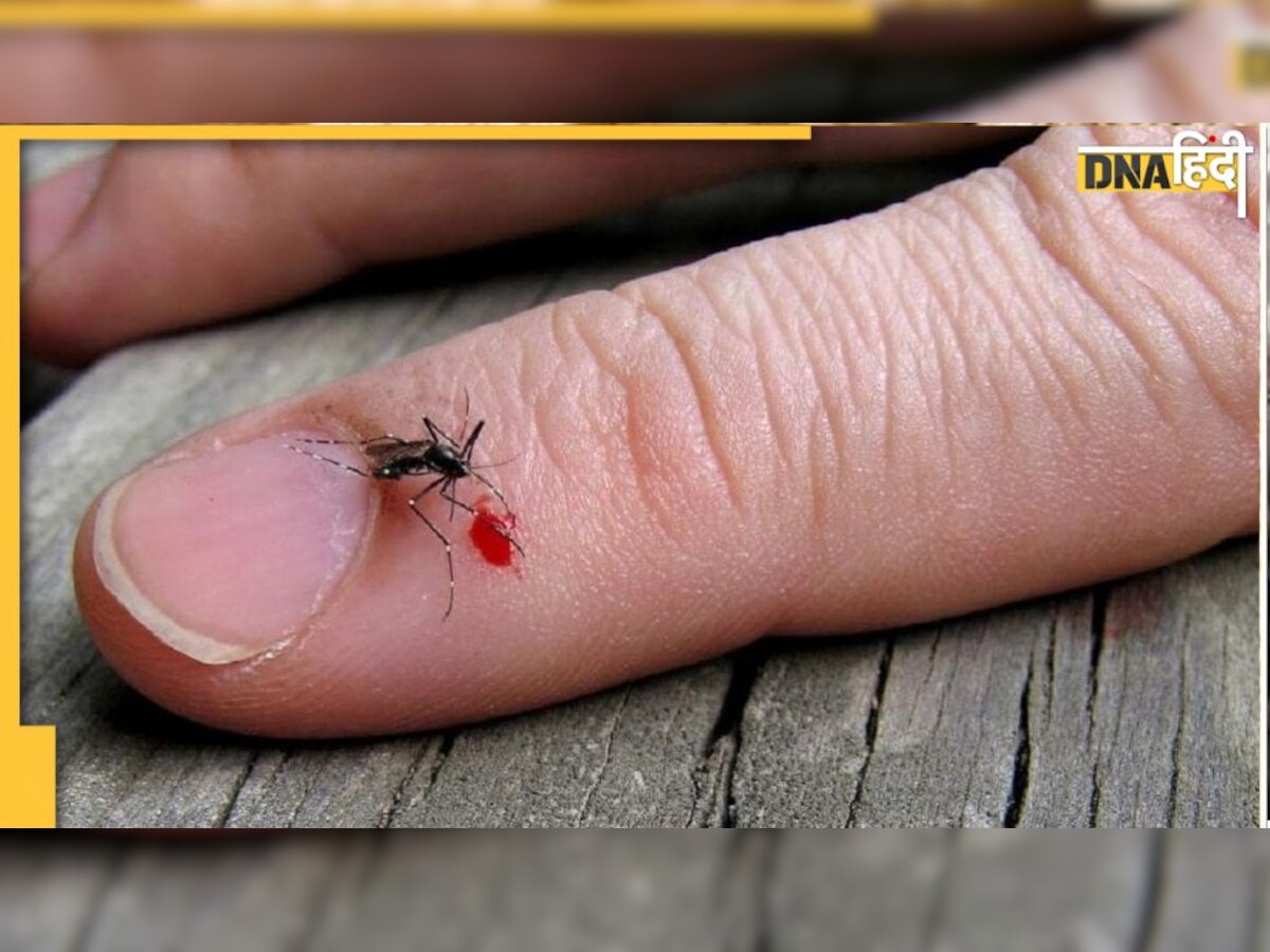 Mosquito Bites: इस खास ब्‍लड ग्रुप वालों का खून मच्‍छरों को हैं पसंद, जानिए किसे सबसे कम छेड़ते हैं 