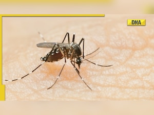 World mosquito day 2022: History, significance and most dangerous kinds of mosquitoes