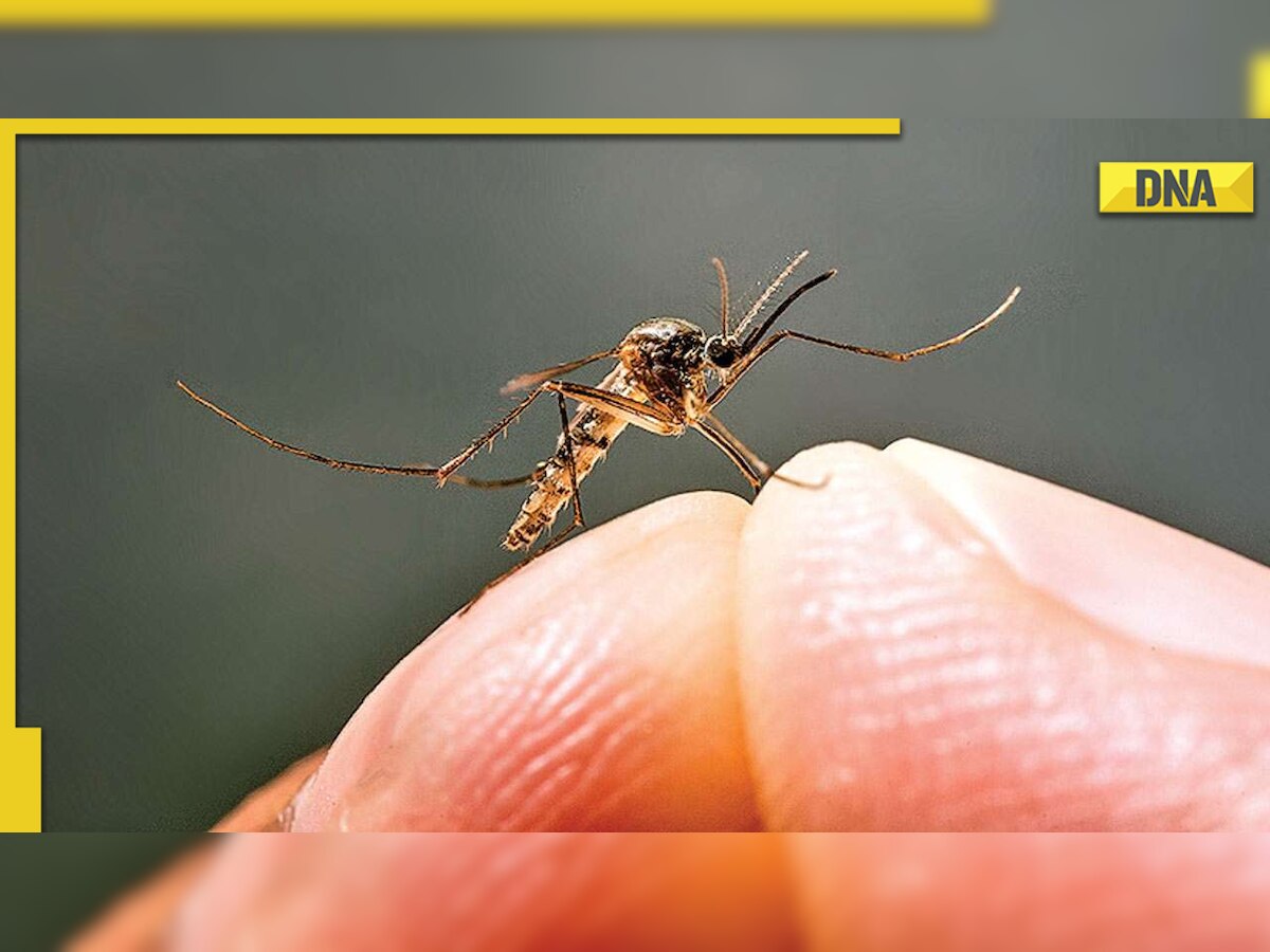 World Mosquito Day 2022: Know how to protect yourself from vector-borne diseases