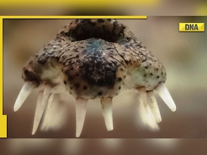 Can you guess the animal? IFS officer shares pic of 'jaws', asks netizens for answer