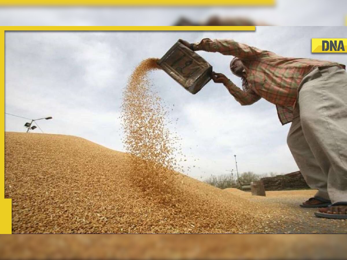 ‘No such plan, have sufficient stocks’: Centre denies media reports on wheat import