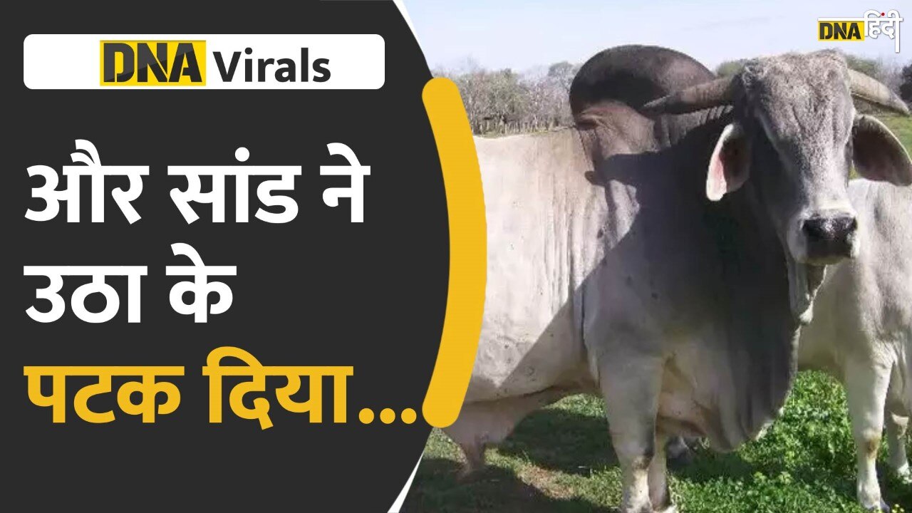 Video: Faridabad News- और सांड ने उठा के पटक दिया