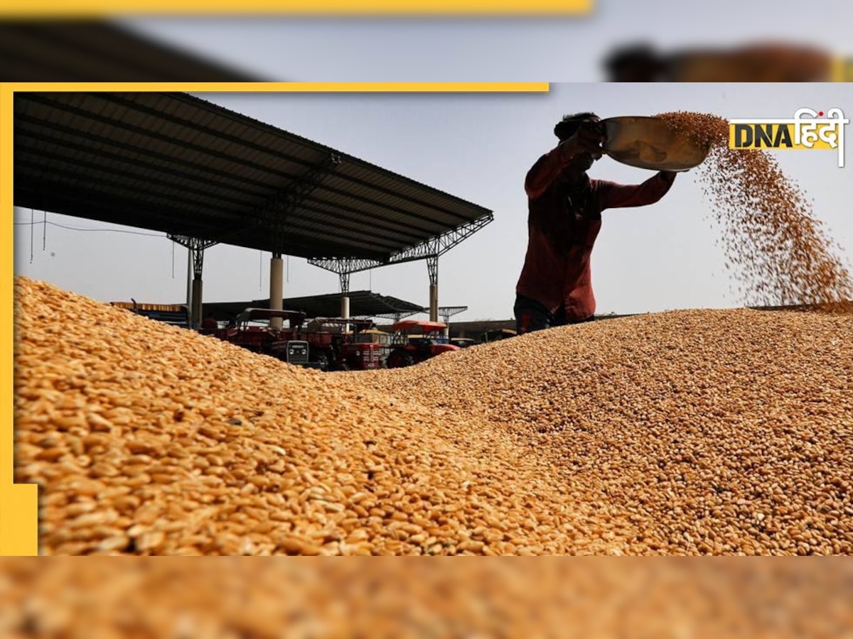 Wheat Crisis: देश में है पर्याप्त गेहूं, नहीं करेंगे आयात, आखिर मोदी सरकार को क्यों बताना पड़ रहा है ये सबको