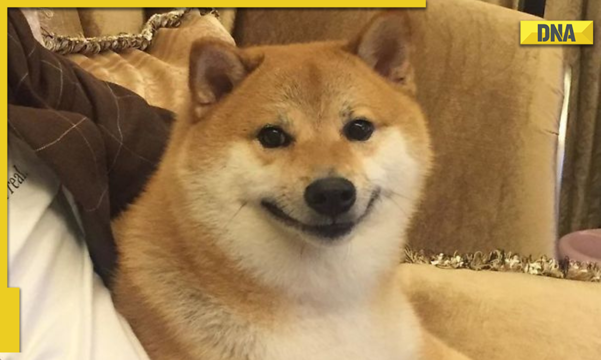 International Dog Day: How to download, send cute dog stickers on ...