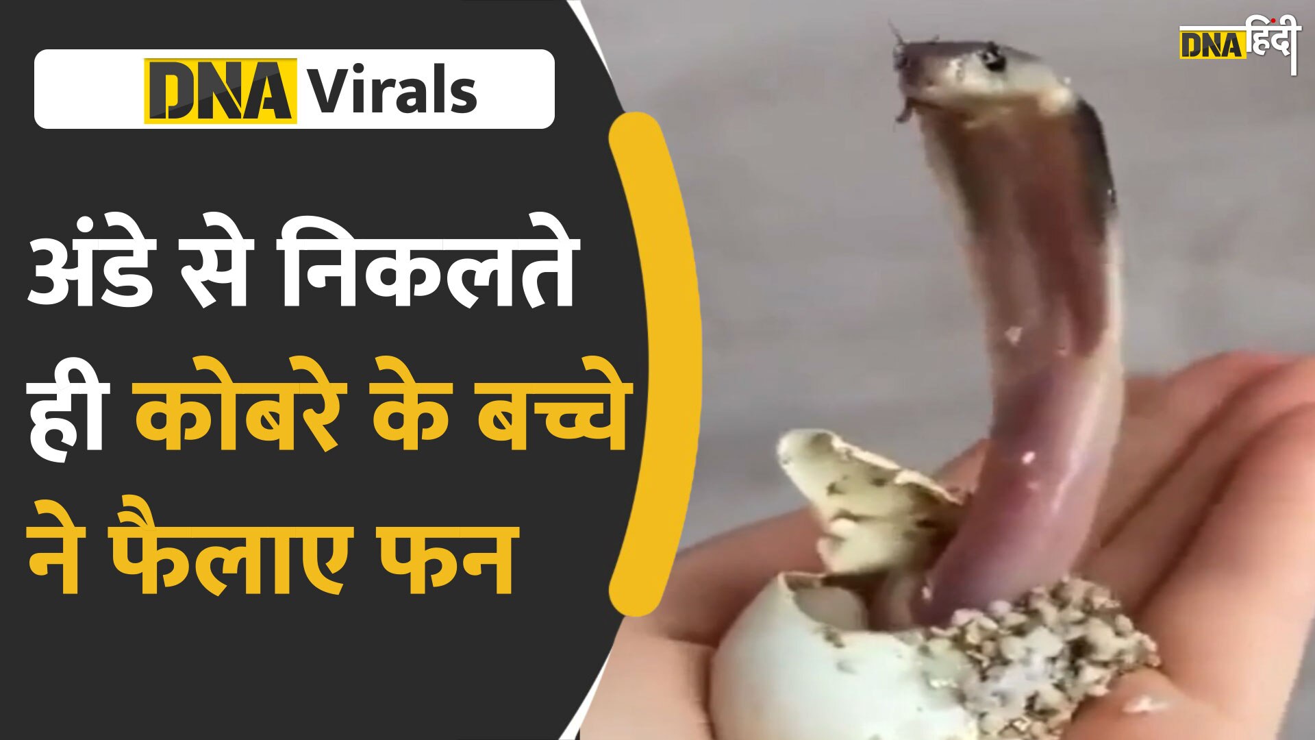 Viral Video: किंग कोबरा का ये खतरनाक बच्चा हुआ वायरल