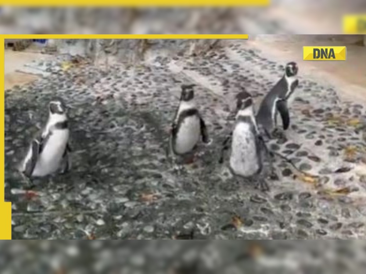 Viral video: Cute penguins chasing a butterfly delights internet