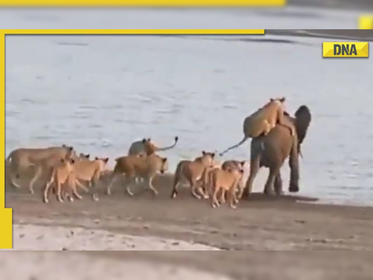 Watch: Video of elephant being attacked by 14 lionesses goes viral; netizens applaud bravery of jumbo