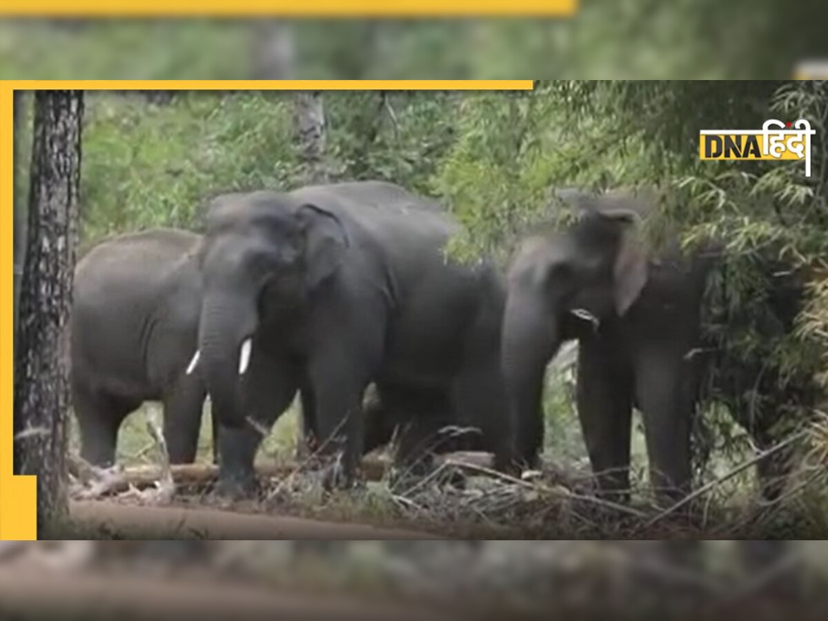 बांधवगढ़ में चल रही एक अनोखी प्रेम कहानी, पढ़ें- 'सलीम-अनारकली' की लव स��्टोरी!