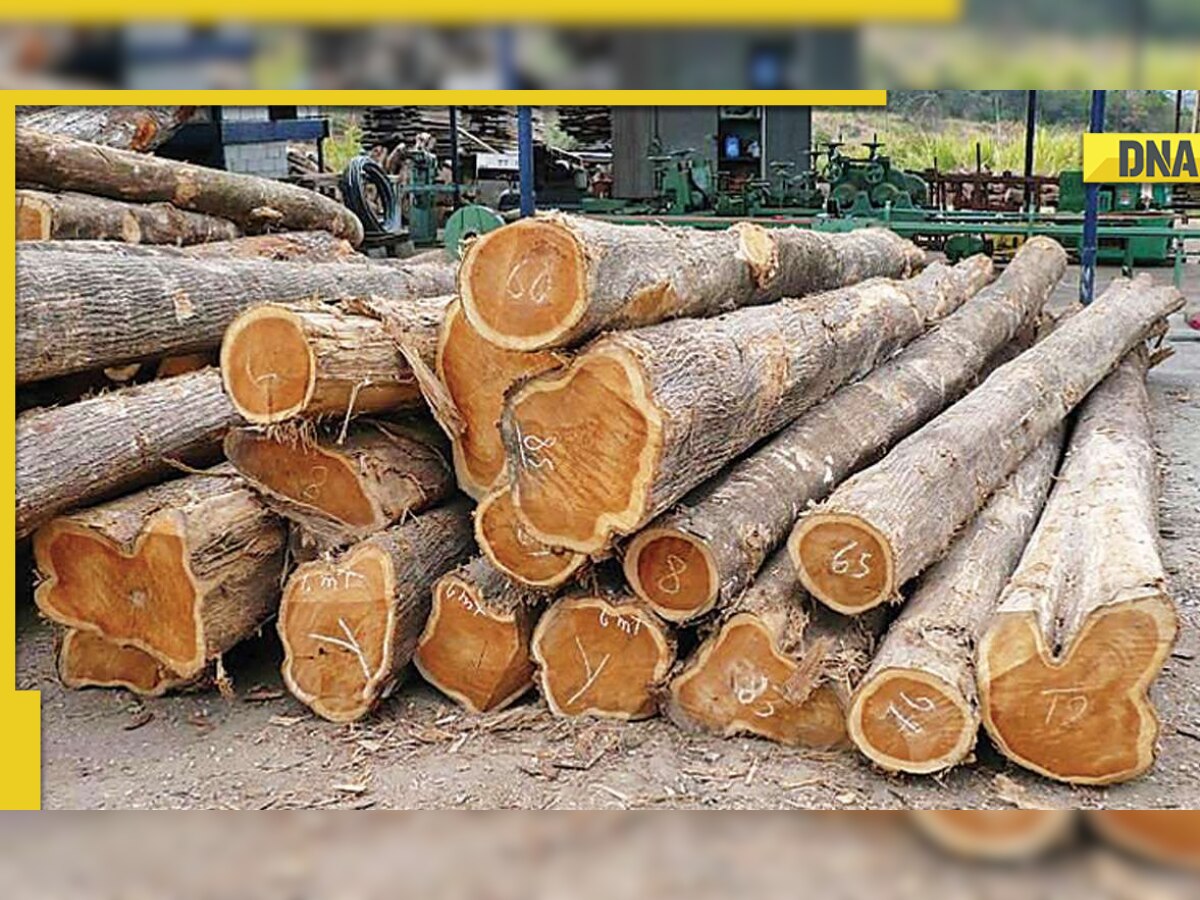 H&M partners with WWF to launch AI app tackling deforestation