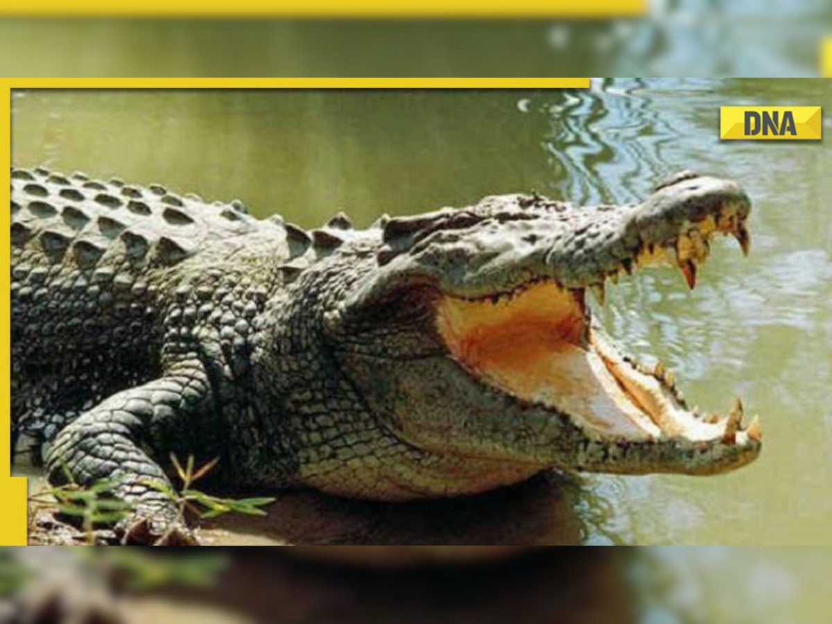 Fact check: Crocodile video not from Chambal but Bangladesh