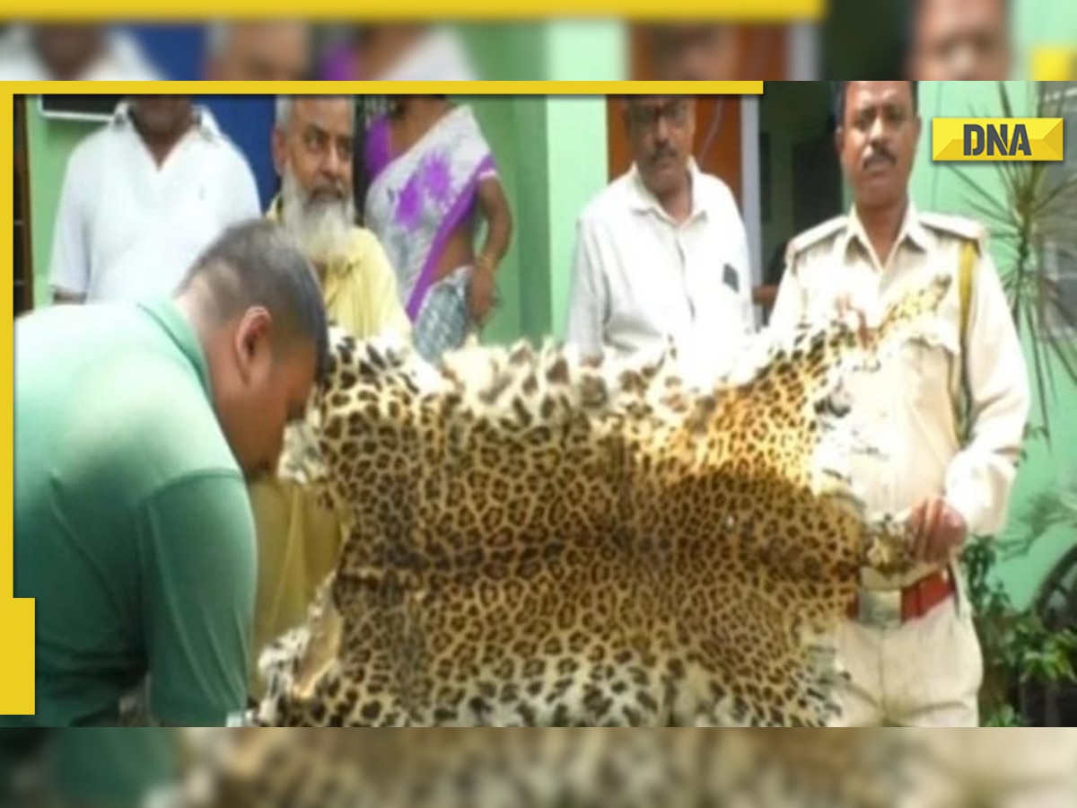 Forest officials recover body parts of wild animals including leopard, pangolin skins in Assam's Nagaon, 4 arrested