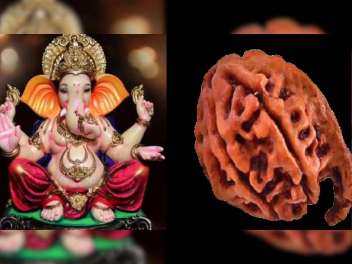 Ganesh Rudraksh Benefits: बिजनेस में लाभ चाहि�ए या फिर परीक्षा में सफलता, इस रुद्राक्ष से ज़रूर होगा 