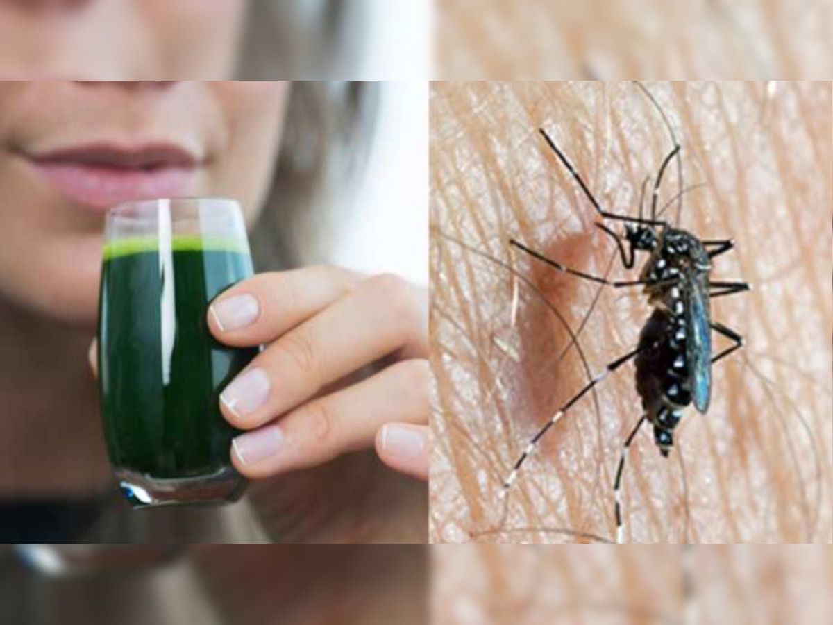  Dengue prevention: डेंगू बुखार से पाना है जल्द राहत तो ज़रूर खाएं ये चीज़ें, तेज़ी से बढ़ेंगे प्लेटलेट्स 