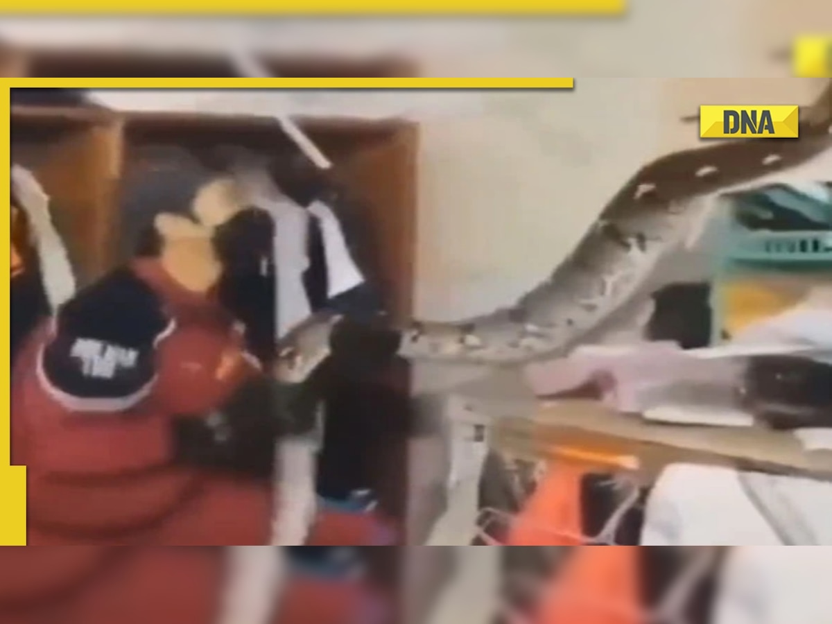 Watch: Giant snake tries to attack rescue worker, video goes viral