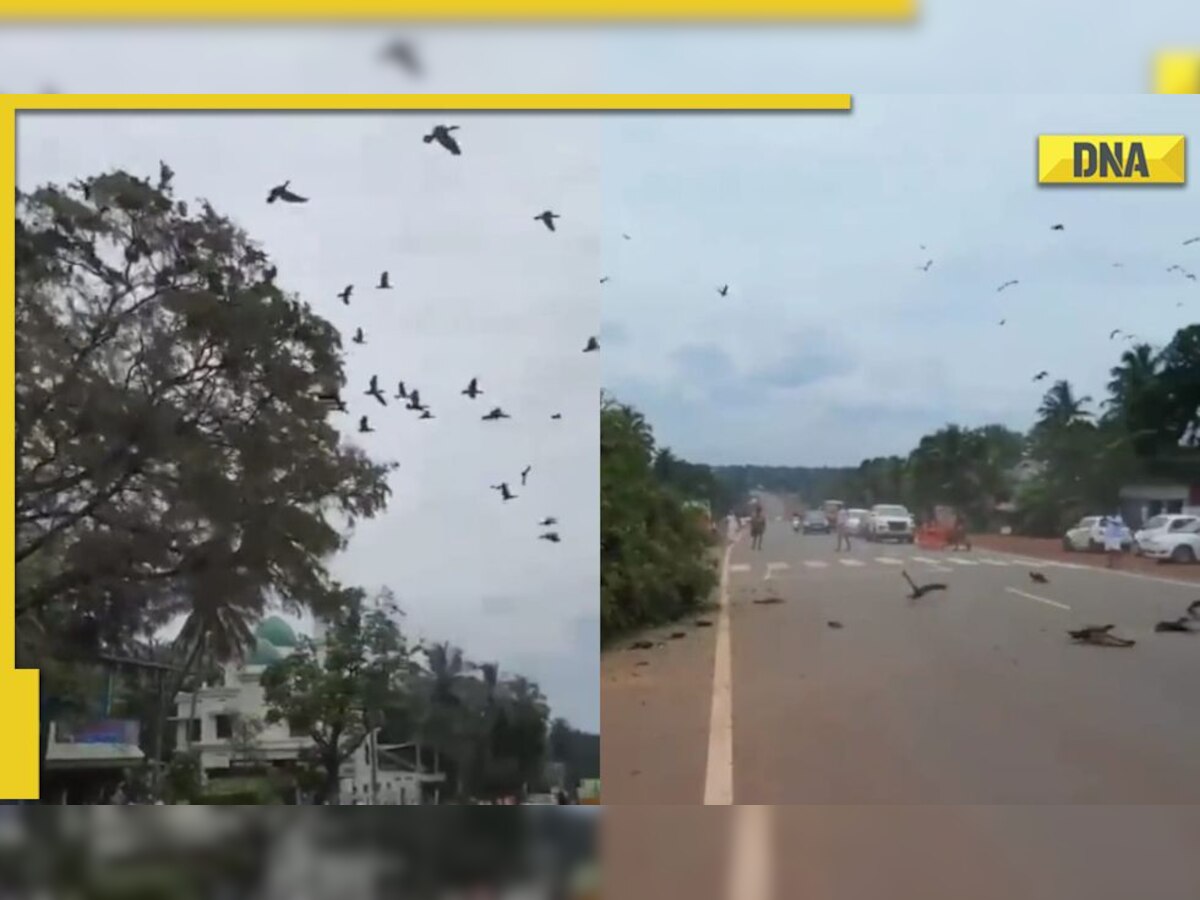 Reckless cutting of tree leads to death of many birds, IFS officer shares video