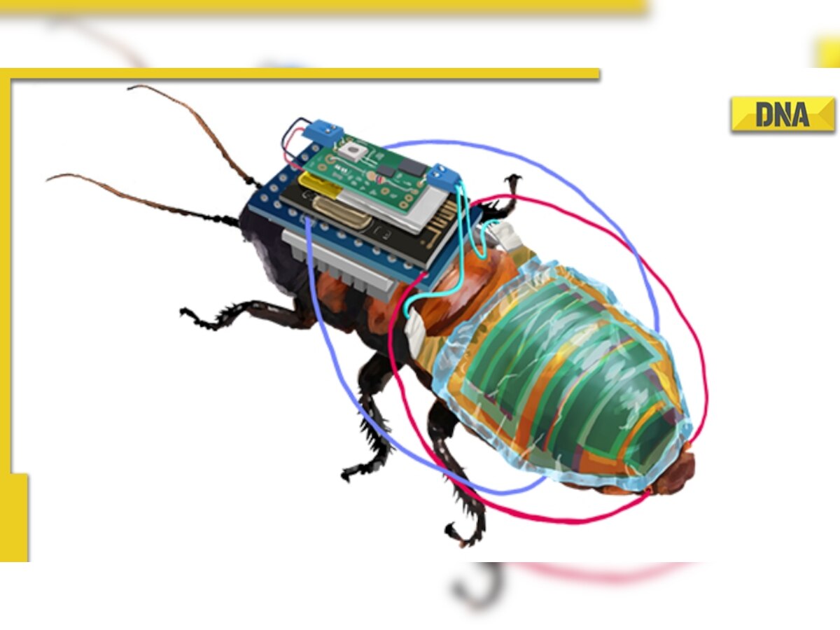 Scientists create rechargeable, remote-controllable cyborg cockroaches for search and rescue missions