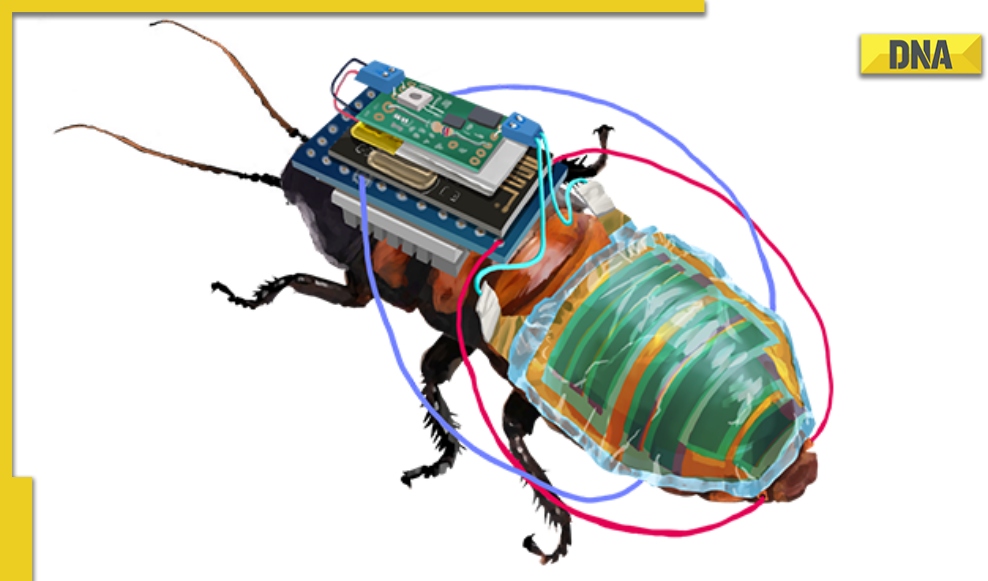 Scientists create rechargeable, remote-controllable cyborg cockroaches ...