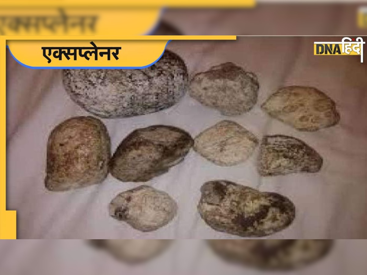 Ambergris: यूपी में पकड़ी गई 10 करोड़ रुपये की एम्बरग्रीस, क्यों इतनी महंगी होती है व्हेल की उल्टी?