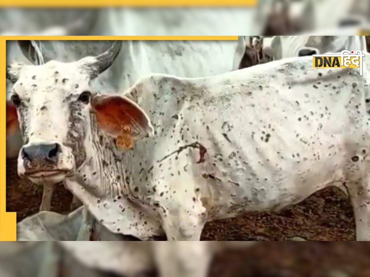 Lumpy skin disease: लंपी रोग निगल रहा राजस्थान में मवेशियों की जान 45,063, क्या कर रही है गहलोत सरकार?