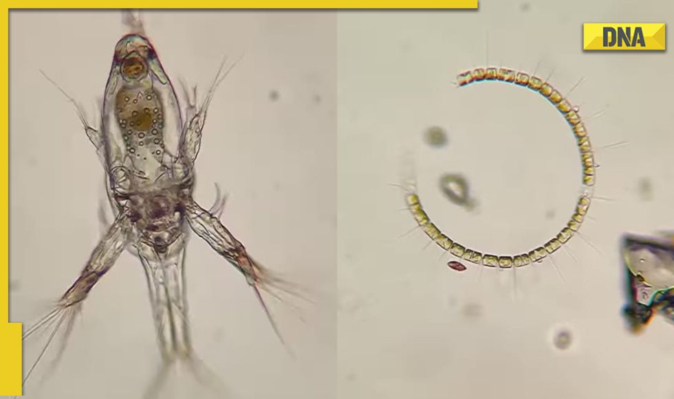 Fascinating video shows microscopic creatures that swim with you in ocean