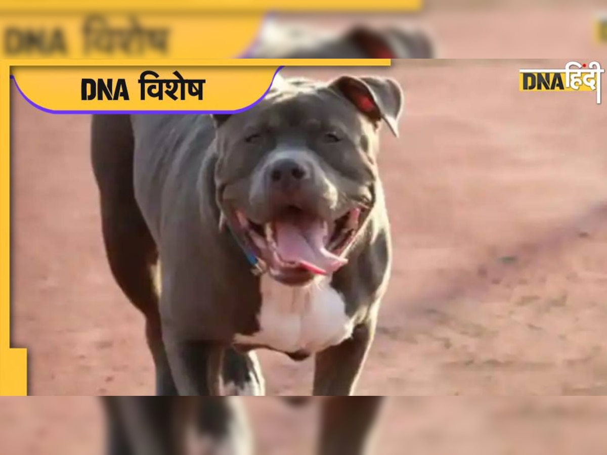 Pitbull Attack: तीन साल में 1.5 करोड़ भारतीय हुए कुत्तों के शिकार, पिटबुल ही नहीं ये डॉग ब्रीड्स भी हैं खतरनाक