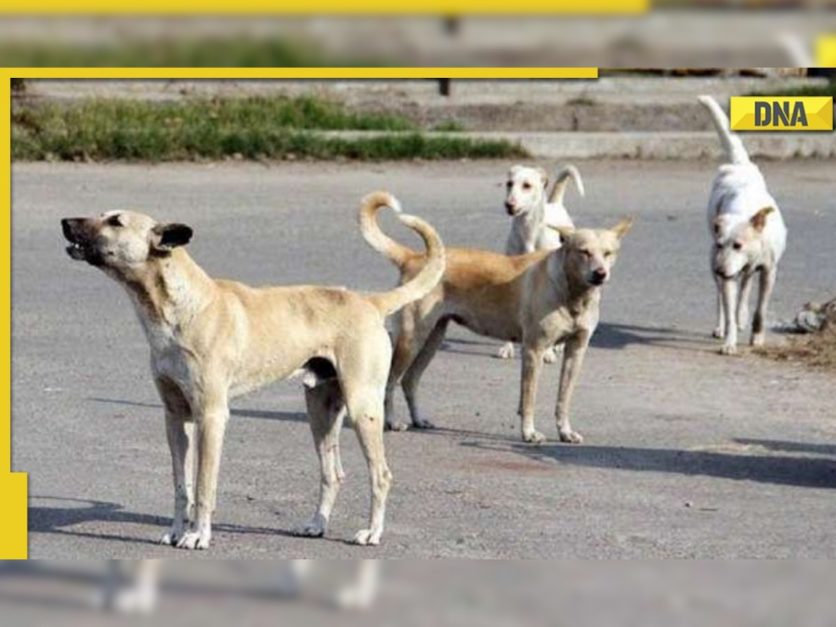 Stray dogs can't be relocated from their territory, says Ghaziabad civic authority