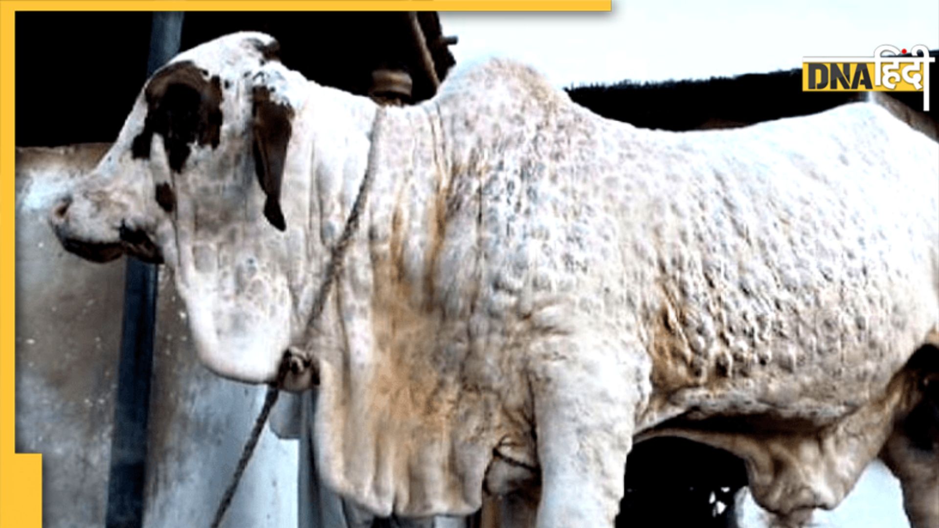 Lumpy Skin Virus कैसे फैलता है यह वायरस, कारण और लक्षण क्या हैं, कैसे