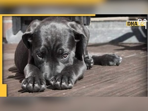 Vastu Tips for Pet Dogs: क्या कुत्ता पालने से बिगड़ या सुधर सकता है आपका भाग्य? जानिए यह सुपर सीक्रेट