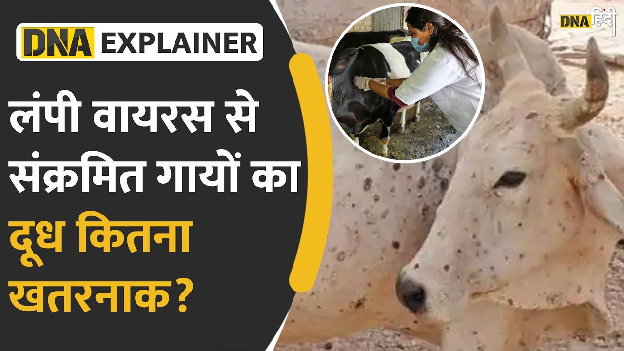 Video : 70 हजार से ज्यादा गायों की जान ले चुका है खतरनाक Lumpy Virus, क्या गाय का दूध पीने में भी है खतरा?