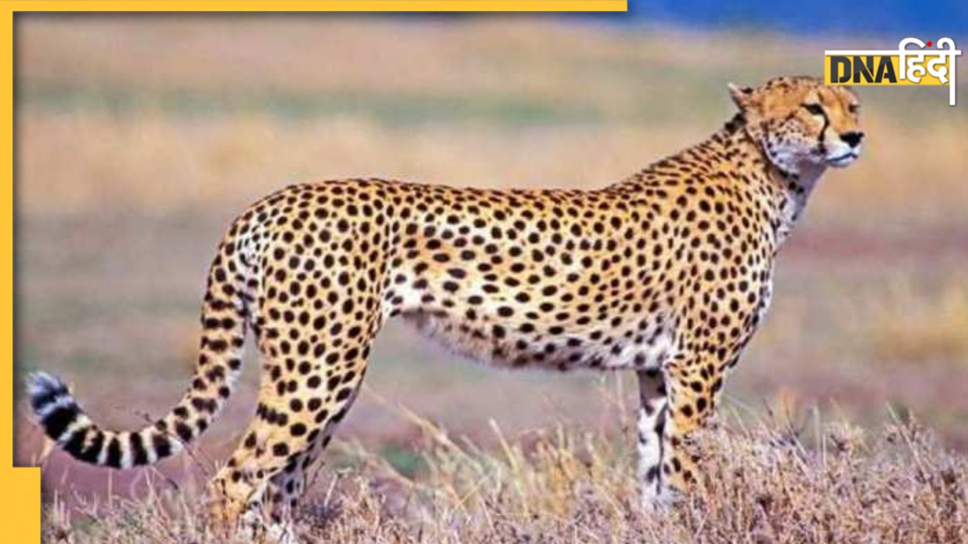 Cheetah ना ही शेर की तरह दहाड़ते हैं, ना हाथी की तरह चिंघाड़ते हैं फिर...