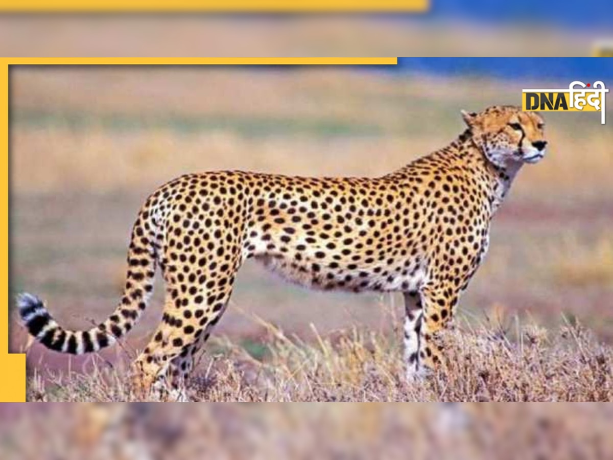 Cheetah ना ही शेर की तरह दहाड़ते हैं, ना हाथी की तरह चिंघाड़ते हैं फिर...