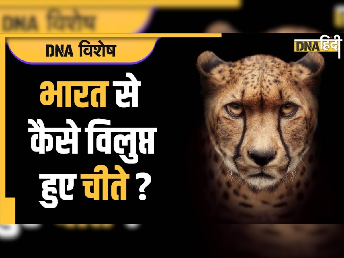 Cheetah: 450 साल पहले थे भारत में 1,000 से ज्यादा चीते, क्यों विलुप्त हो गए?