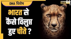 Cheetah: 450 साल पहले थे भारत में 1,000 से ज्यादा चीते, क्यों विलुप्त हो गए?