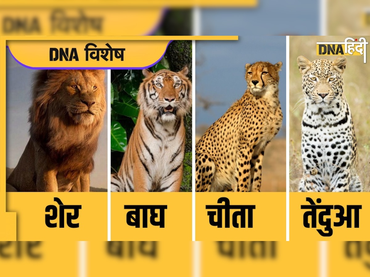 Cheetah, शेर, बाघ और तेंदुए में क्या अंतर होता है? ये रिपोर्ट पढ़कर दूर हो जाएगा कन्फ्यूजन