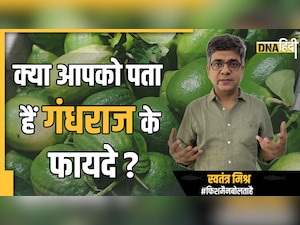 Benefits of Gandharaj Lemon: दुनिया यूं ही नहीं है गंधराज की दीवानी, यह है बड़े काम की चीज