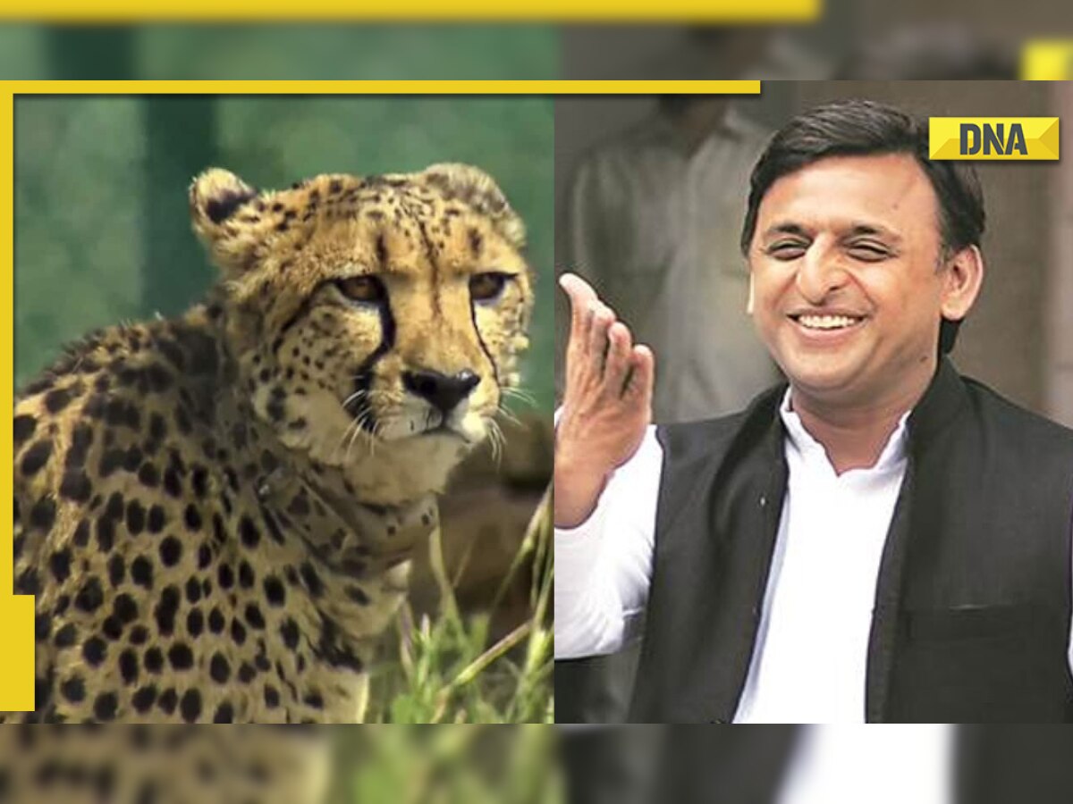 'Everyone was waiting for a roar but...': SP chief Akhilesh Yadav's jibe at return of Cheetahs to India