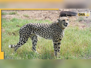 Kuno National Park में क्वारंटीन रहेंगे 8 अफ्रीकी चीते, GPS के जरिए होगी ट्रैकिंग