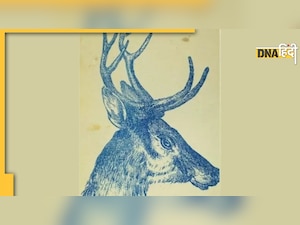 Optical Illusion: हिरण की तस्वीर में छिपकर बैठा है एक खरगोश, क्या देख पाए आप?