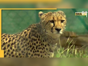 Kuno National Park 8 नहीं 25 चीतों का घर बनेगा, जानिए कहां से आएंगे बाकी चीते, ये है पूरा प्लान