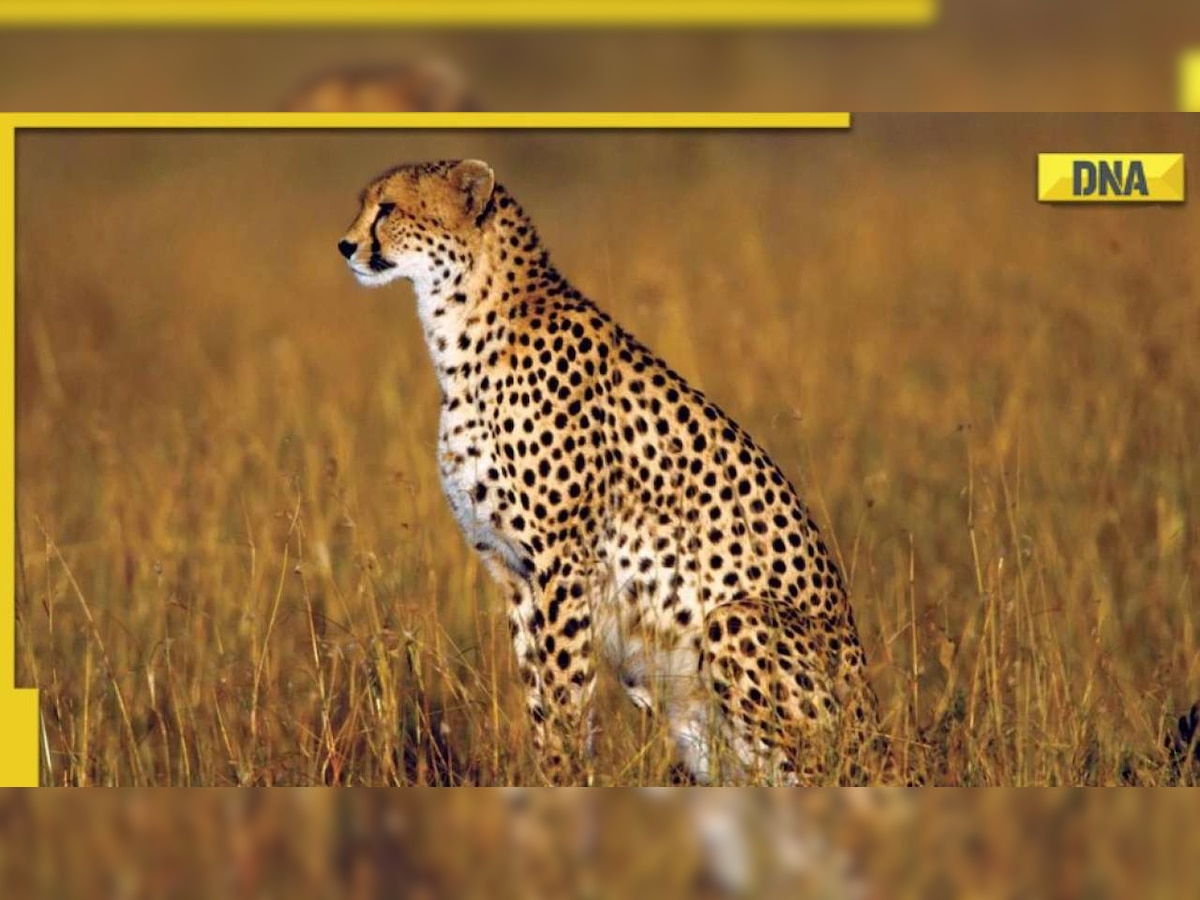 Project Cheetah: Know names of 8 big cats brought from Namibia to India on  PM Modi's birthday