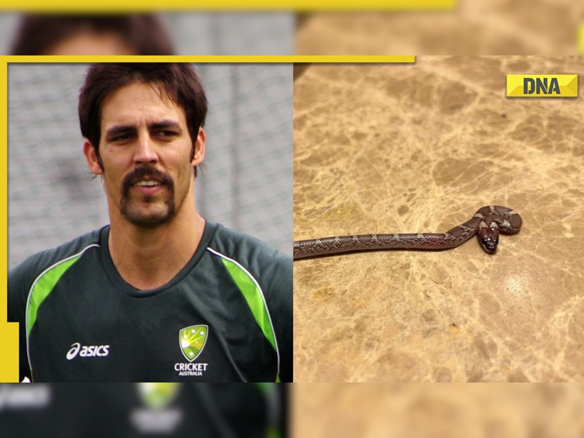 Australia's Mitchell Johnson spots 'snake' in his hotel room, shares pic on Instagram