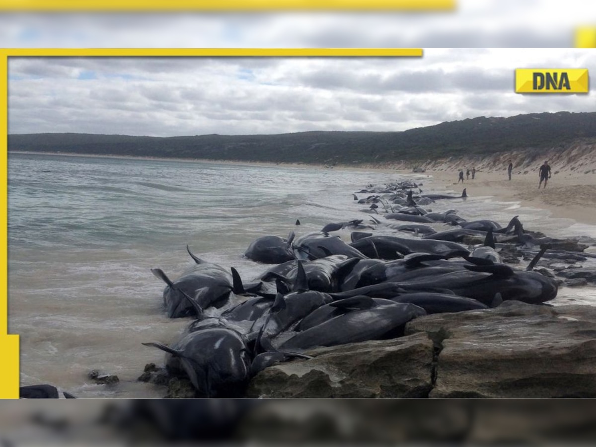 230 pilot whales beached in Australia's Tasmania, rescue operations underway